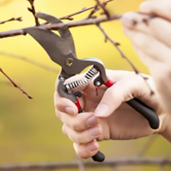 Hedge & Tree Trimming Milton Keynes